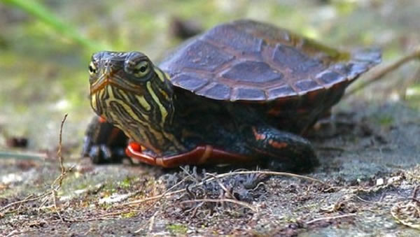 1.1���϶ȵ����¾ͻᵼ�²�ɫ��ȫ�������ɴ���