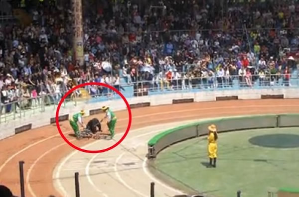 上海野生动物园黑熊骑单车被绊倒发狂咬猴子