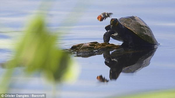 厄瓜多尔亚苏尼国家公园罕见一幕:蜜蜂吮吸乌龟眼泪