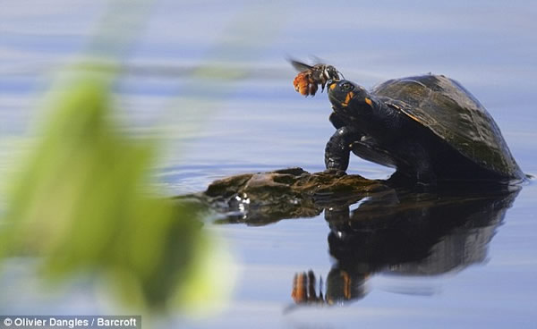 厄瓜多尔亚苏尼国家公园罕见一幕:蜜蜂吮吸乌龟眼泪