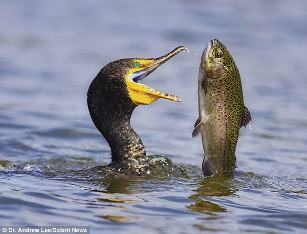 ��˲�ʳ������