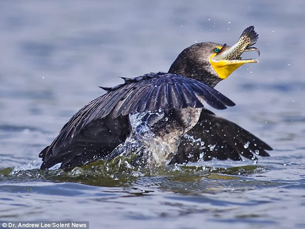 ��˲�ʳ������