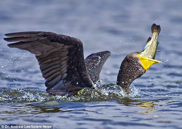 ��˲�ʳ������