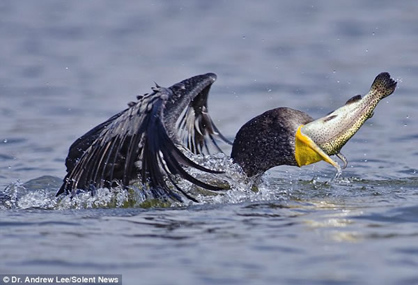 ��˲�ʳ������