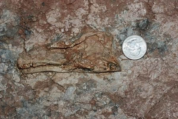 这就是在新疆五彩湾地区新发现的兽脚类恐龙化石，旁边的硬币是用作尺度参照之用的，可以看出这只恐龙非常小