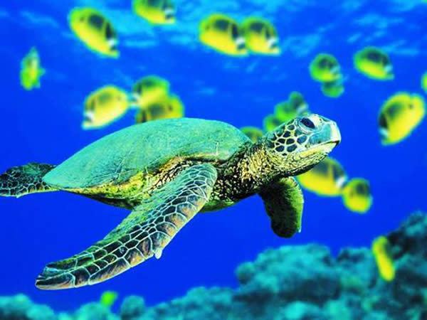 从基因组水平揭示龟鳖躯体发育进化历程