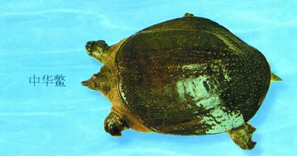 从基因组水平揭示龟鳖躯体发育进化历程