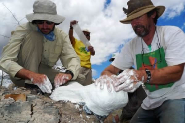 美国菲尔德自然历史博物馆的Ken Angielczyk和Iziko南非博物馆的Roger Smith正在为一个二齿兽头骨化石铸模。该化石发现于赞比亚,年代为二叠