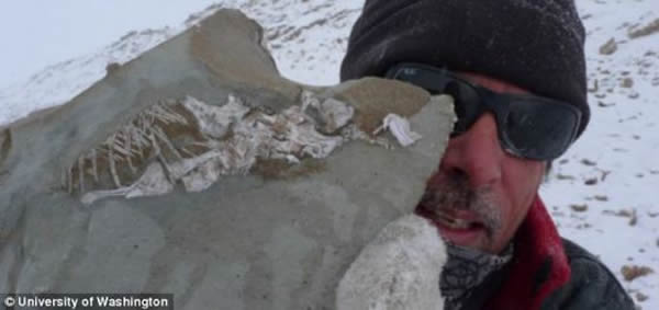 在一次南极洲探险活动中,Iziko南非博物馆的罗杰·史密斯手里拿着一块原蜥(学名:Prolacerta)的化石。