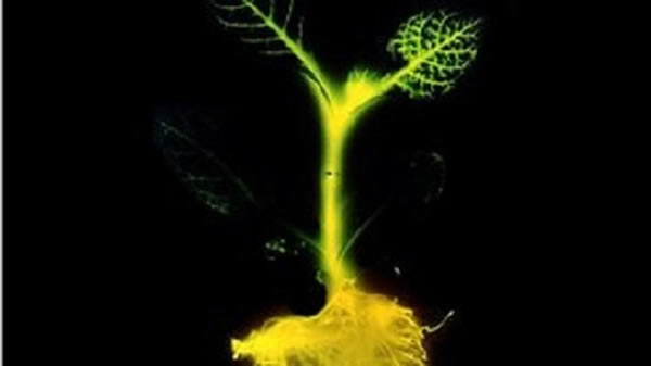 20世纪80年代的时候,科学家们曾经培育出一颗发光的烟草。