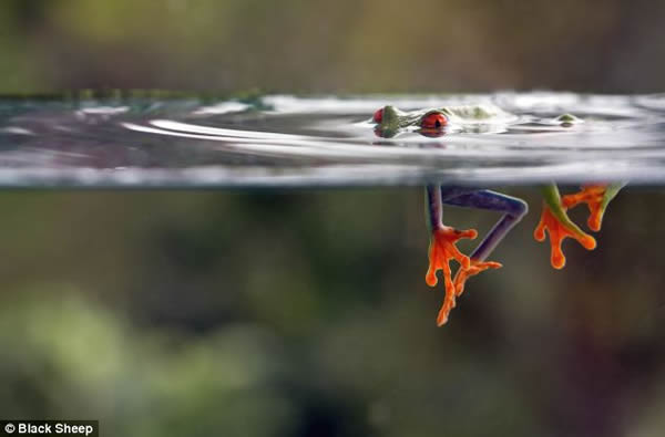 哥斯达黎加的红眼树蛙