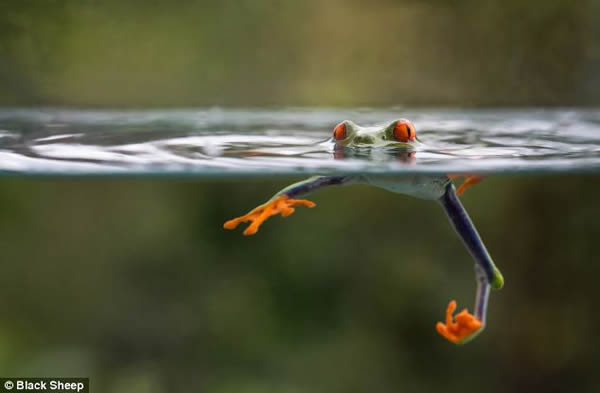 哥斯达黎加的红眼树蛙