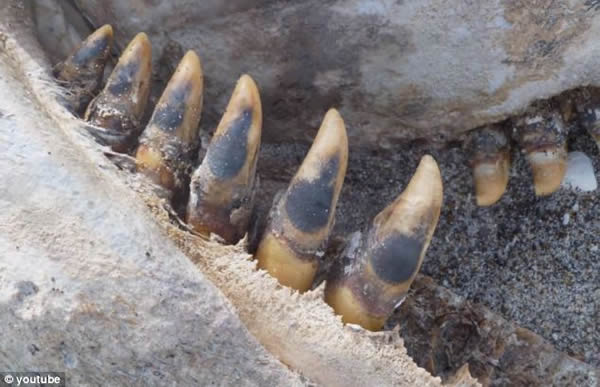 ���������׵��庣̲������һ�߸��õġ����֡�ʬ��