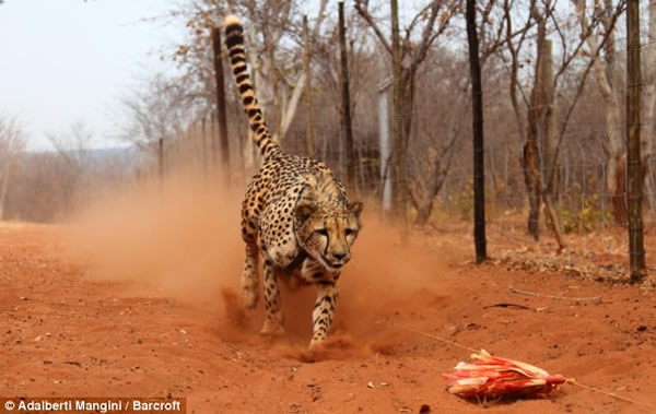 猎豹闪电捕食瞬间