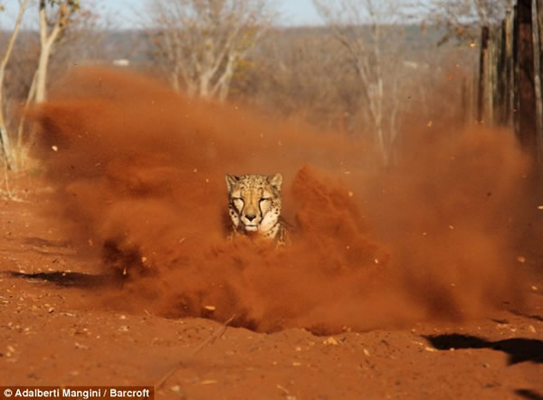 猎豹闪电捕食瞬间