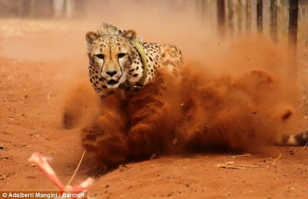 猎豹闪电捕食瞬间