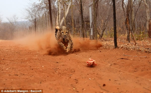 猎豹闪电捕食瞬间