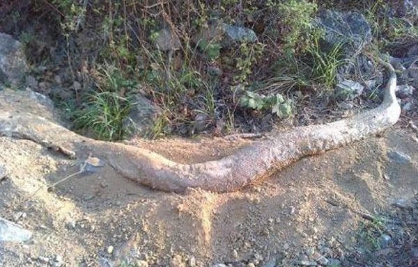 河北云梦山景区发现一条白色无头巨蟒尸体