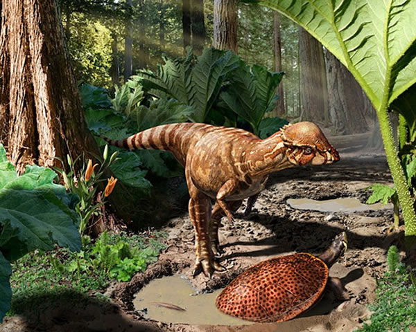 A reconstruction of Acrotholus audeti, a dome-headed dinosaur that lived 85 mill