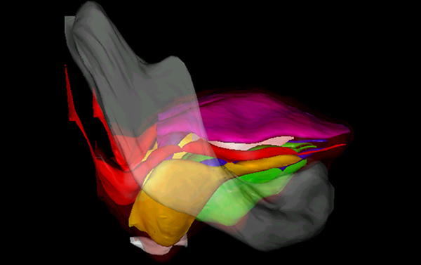 3Dģ�ͽҿ���ͷ������