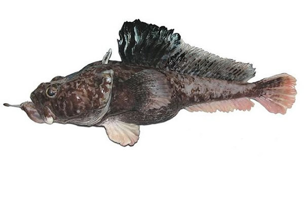 This newfound species is the hopbeard plunderfish (Pogonophryne neyelovi). It ca