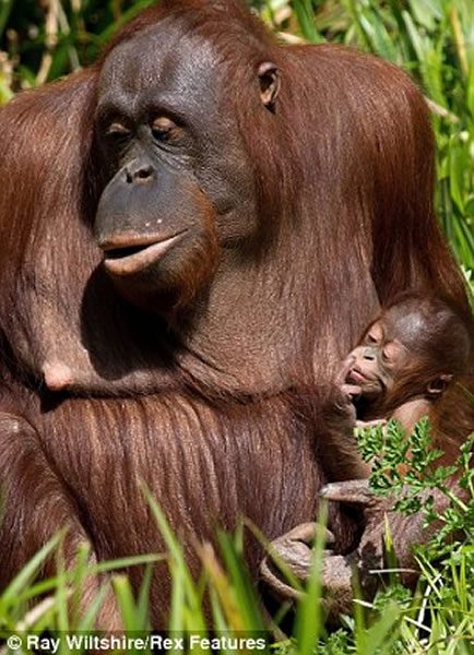加拿大动物园迎来雌性红毛猩猩
