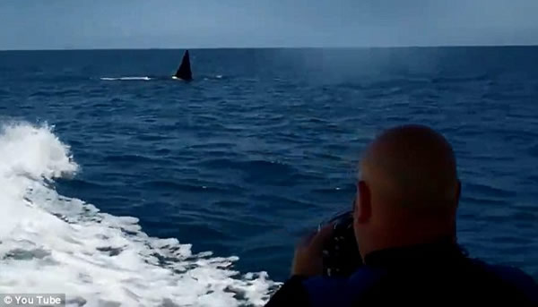 ���������ں�����ף�������ʱ��20ͷ������׷һСʱ