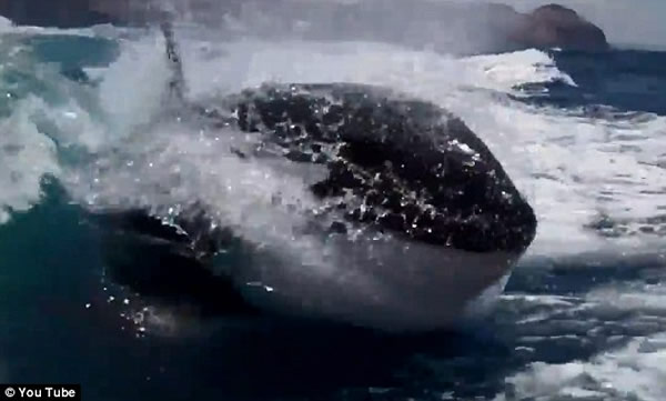 ���������ں�����ף�������ʱ��20ͷ������׷һСʱ