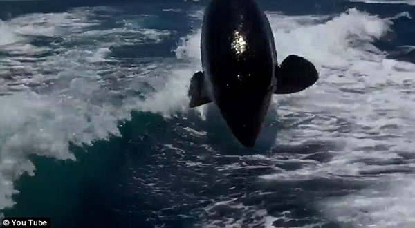 ���������ں�����ף�������ʱ��20ͷ������׷һСʱ