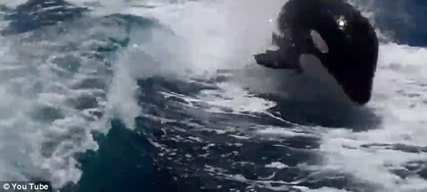 ���������ں�����ף�������ʱ��20ͷ������׷һСʱ