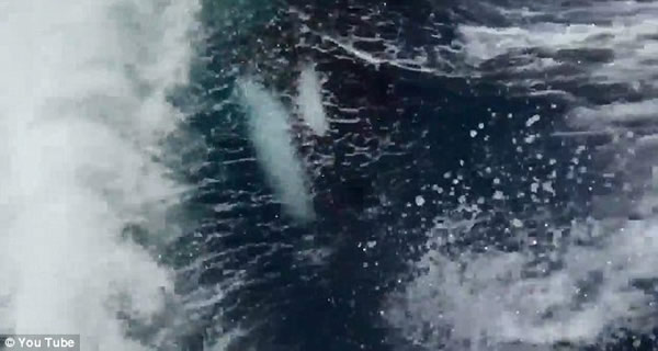 ���������ں�����ף�������ʱ��20ͷ������׷һСʱ