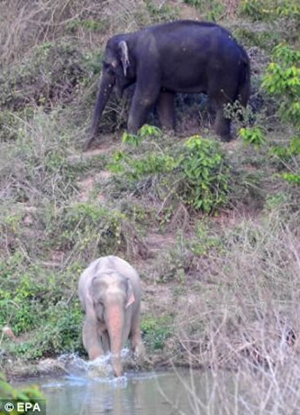 泰国康卡沾国家公园发现一只罕见的白化大象