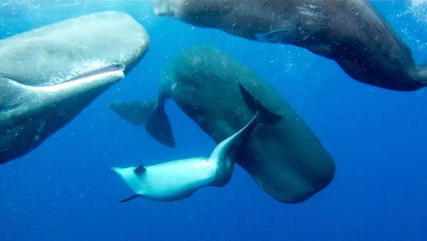 A bottlenose dolphin with a spinal deformity rubs against a sperm whale.
