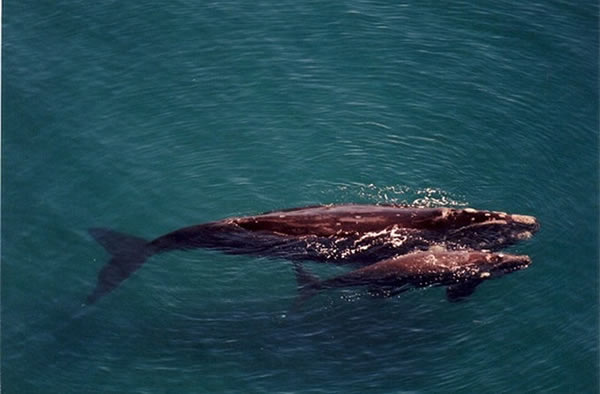 A mother and calf pair of southern right whales in the waters of coastal Patagon