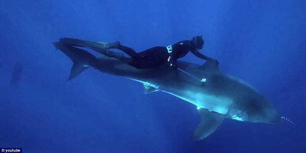 ����������Ⱥ��һ��Ǳˮ�������蹲��