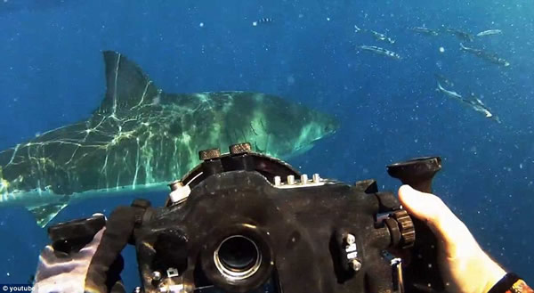 ����������Ⱥ��һ��Ǳˮ�������蹲��