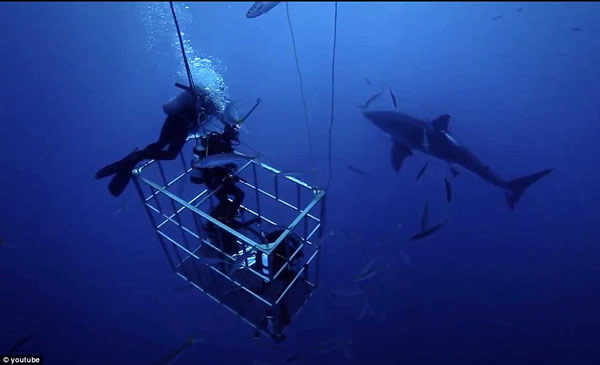 ����������Ⱥ��һ��Ǳˮ�������蹲��