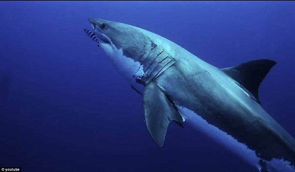 ����������Ⱥ��һ��Ǳˮ�������蹲��