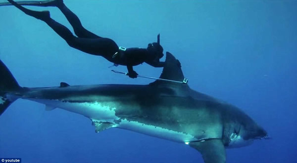 ����������Ⱥ��һ��Ǳˮ�������蹲��