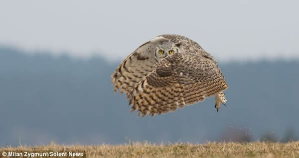 猫头鹰在加拿大的积雪平原上俯身等候猎物