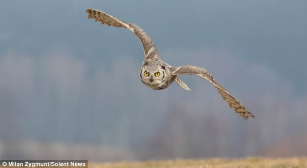 猫头鹰在加拿大的积雪平原上俯身等候猎物