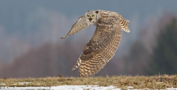 猫头鹰在加拿大的积雪平原上俯身等候猎物