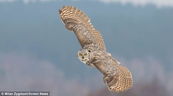 猫头鹰在加拿大的积雪平原上俯身等候猎物