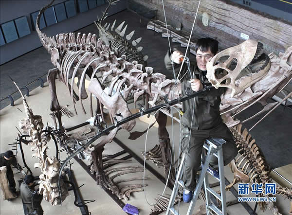 “辽宁巨龙”正式亮相辽宁朝阳鸟化石国家地质公园博物馆