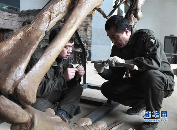 “辽宁巨龙”正式亮相辽宁朝阳鸟化石国家地质公园博物馆