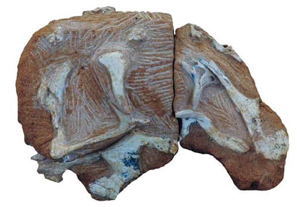 (Wulatelong gobiensis gen. et sp. nov.)