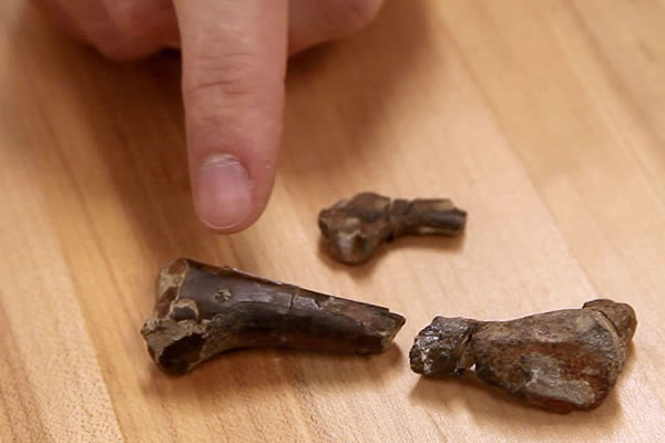 远古鳄类以小恐龙为食