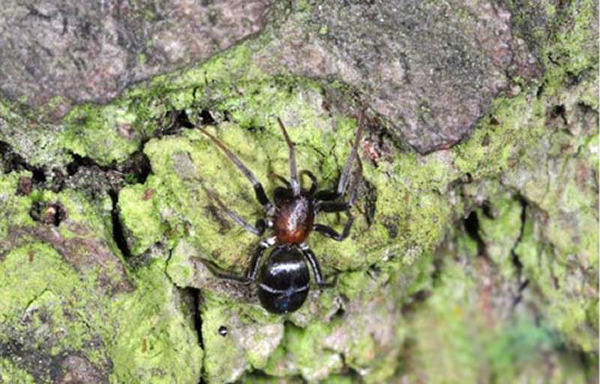 一只雌性Micaria sociabilis蜘蛛