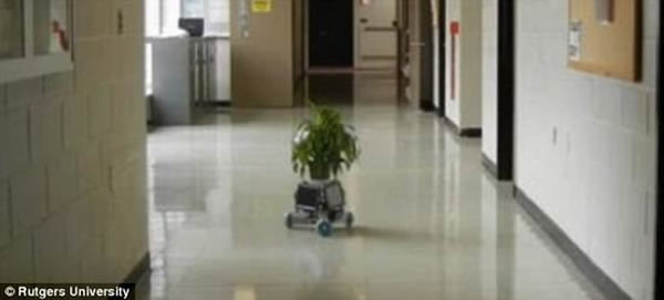 美国罗格斯大学最新研制一款机器人,能够使用阳光传感器沿着阳光在室内移动,保证携带着盆景花卉接受充分的阳光照射