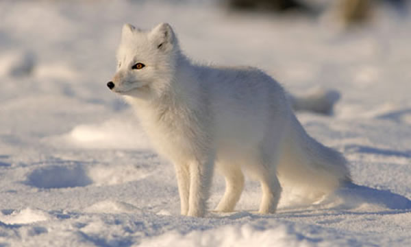 20世纪70年代白令海岛屿上北极狐的数量开始神秘减少